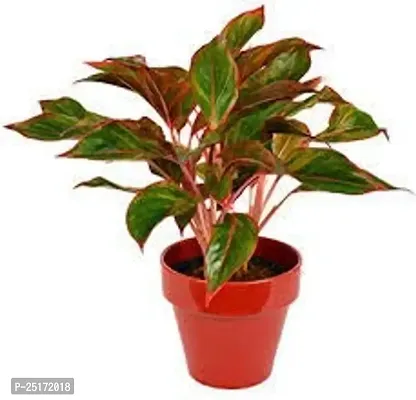 ENRICH PLANTS : AGLONEMA LIPSTICK, Home Dcor Live Plant, Air Purifying,-thumb2