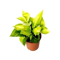 ENRICH PLANTS : Green Moneyplant,Live Plant, Air Purifying, Good Luck.-thumb2