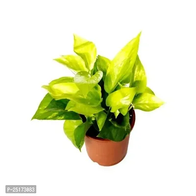 ENRICH PLANTS : Green Moneyplant,Live Plant, Air Purifying, Good Luck.-thumb3