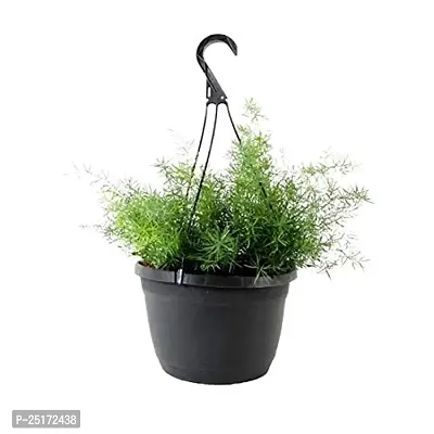 ENRICH PLANTS : ASPERA GRASS,Live Plant, Hanging Air Purifying, Home Dcor,-thumb0