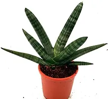 ENRICH PLANTS : Sansevieria Cylindrica Boncel, Snake Plant,Live Plant, Air Purifying,Home Dcor Plant,-thumb2