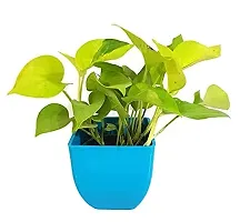 ENRICH PLANTS : Green Moneyplant,Live Plant, Air Purifying, Good Luck.-thumb1