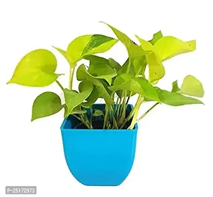 ENRICH PLANTS : Green Moneyplant,Live Plant, Air Purifying, Good Luck.-thumb2