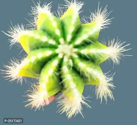 Enrich Plants Live Plants for Indoor Home Dcor | Cactus (Big) |Indoor Plant|SHLOKU_3128(1)