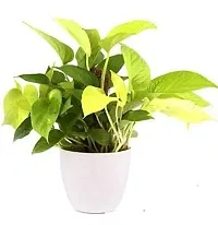 ENRICH PLANTS : Golden Moneyplant,Live Plant, Air Purifying, Good Luck.-thumb2