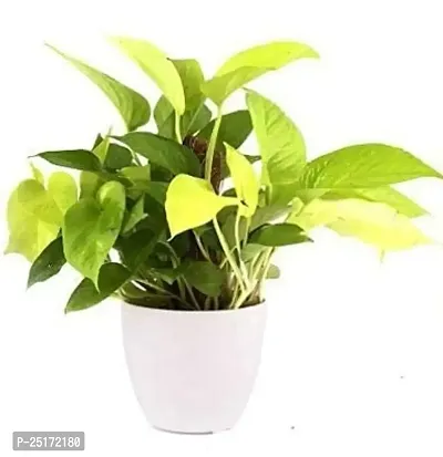 ENRICH PLANTS : Golden Moneyplant,Live Plant, Air Purifying, Good Luck.-thumb3