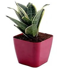 ENRICH PLANTS :: Sansevieria - Snake plant :: Natural Live Plant :: Plastic Pot :: Air Purifying :: Home Decor ::-thumb2