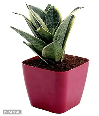 ENRICH PLANTS :: Sansevieria - Snake plant :: Natural Live Plant :: Plastic Pot :: Air Purifying :: Home Decor ::-thumb3