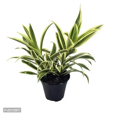 ENRICH PLANTS : CLOROPHYTUM Spider,Live Plant, Air Purifying, Home Decor Plant,