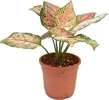 ENRICH PLANTS : AGLONEMA ANJUMAN, Home Dcor Live Plant, Air Purifying,-thumb1