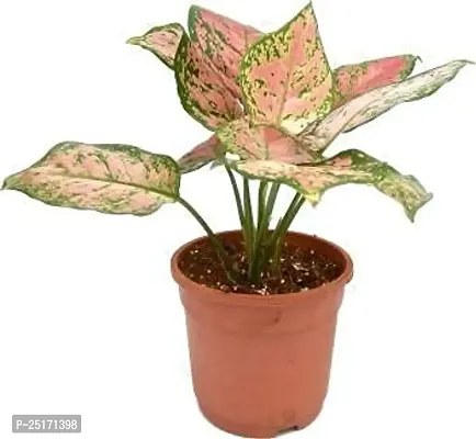 ENRICH PLANTS : AGLONEMA ANJUMAN, Home Dcor Live Plant, Air Purifying,-thumb2