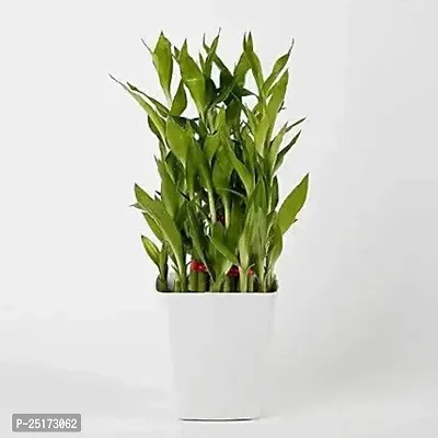 ENRICH PLANTS :: LUCKY BAMBOO :: 2 Layer :: Good Fortune Live Plant :: Plastic Pot :: Home Decor :: Feng Shui Plant ::-thumb3