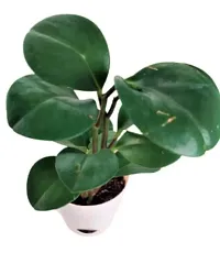 ENRICH PLANTS :: Peperomia Green :: Natural Live Plant :: Elegant Self Watering Plastic Pot :: Air Purifying :: Home Decor ::-thumb2