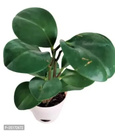 ENRICH PLANTS :: Peperomia Green :: Natural Live Plant :: Elegant Self Watering Plastic Pot :: Air Purifying :: Home Decor ::-thumb3