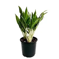 ENRICH PLANTS : AGLONEMA WHITE STEM, Home Dcor Live Plant, Air Purifying,-thumb1