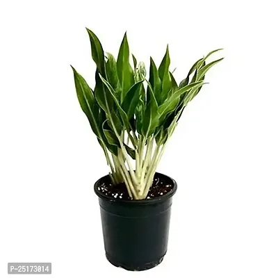 ENRICH PLANTS : AGLONEMA WHITE STEM, Home Dcor Live Plant, Air Purifying,-thumb2