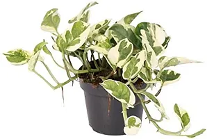 ENRICH PLANTS : Moneyplant Scindapsus,Live Plant, Air Purifying, Good Luck.-thumb2