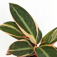 ENRICH PLANTS : Stromanthe Triostar,Live Plant, Air Purifying, Home Dcor Plant,-thumb4