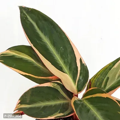 ENRICH PLANTS : Stromanthe Triostar,Live Plant, Air Purifying, Home Dcor Plant,-thumb5