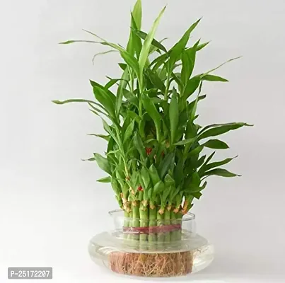 ENRICH PLANTS : LUCKY BAMBOO, 3 Layer, Good Fortune Live Plant, Glass Pot, Home Decor Plant,-thumb0