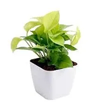 ENRICH PLANTS : Golden Moneyplant,Live Plant, Air Purifying, Good Luck.-thumb3