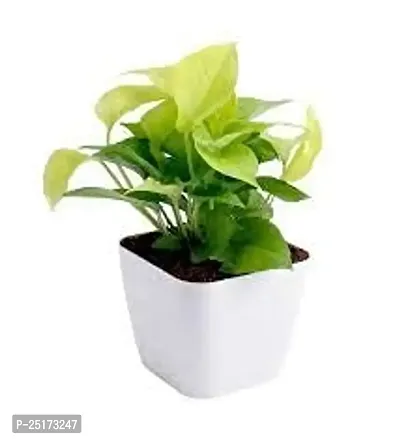 ENRICH PLANTS : Golden Moneyplant,Live Plant, Air Purifying, Good Luck.-thumb4