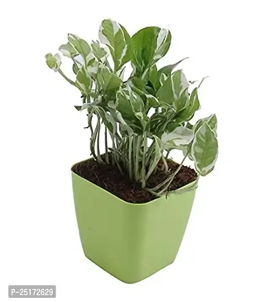 ENRICH PLANTS : Moneyplant Scindapsus,Live Plant, Air Purifying, Good Luck.