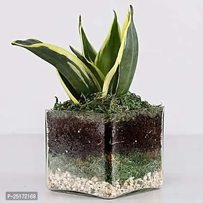 ENRICH PLANTS : Sansevieria Jade Marginata, Snake Plant,Live Plant, Air Purifying,Home Dcor Plant,-thumb0