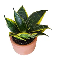 ENRICH PLANTS : Sansevieria Dwarf Laurentii, Snake Plant,Live Plant, Air Purifying,Home Dcor Plant,-thumb3