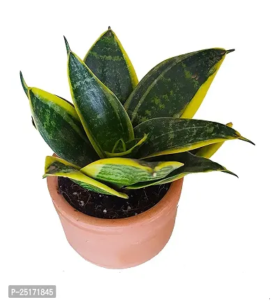 ENRICH PLANTS : Sansevieria Dwarf Laurentii, Snake Plant,Live Plant, Air Purifying,Home Dcor Plant,-thumb4