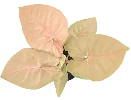 Enrich Plants Live Plants for Indoor Home Dcor | Arrowhead Plant | Syngonium | Indoor Plant|SHLOKU_3997(1)-thumb2