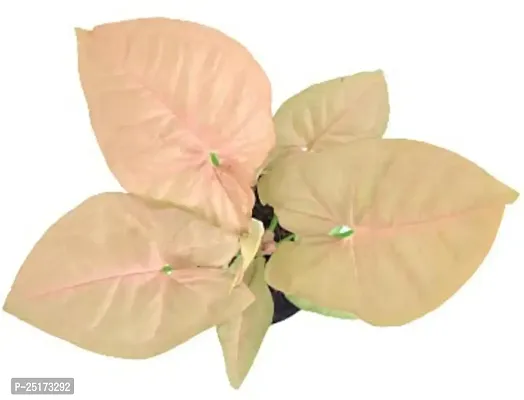 Enrich Plants Live Plants for Indoor Home Dcor | Arrowhead Plant | Syngonium | Indoor Plant|SHLOKU_3997(1)-thumb3