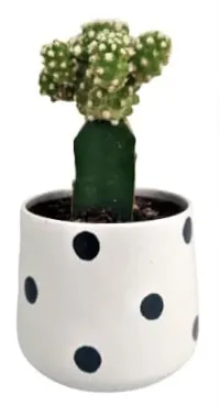 ENRICH PLANTS :: Cactus Grafted :: Natural Live Plant :: Elegant Metal Pot :: Air Purifying :: Home Decor ::-thumb3