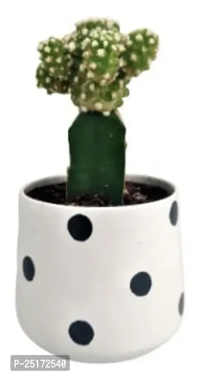 ENRICH PLANTS :: Cactus Grafted :: Natural Live Plant :: Elegant Metal Pot :: Air Purifying :: Home Decor ::-thumb4