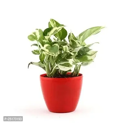 ENRICH PLANTS : Moneyplant Scindapsus,Live Plant, Air Purifying, Good Luck.-thumb0