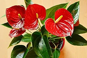 ENRICH PLANTS : ANTHURIUM RED, Exotic Live Plant, Home Decor Plant, Air Purifying,-thumb4