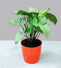 ENRICH PLANTS : SYNGONIUM, Home Dcor Live Plant, Air Purifying,-thumb2