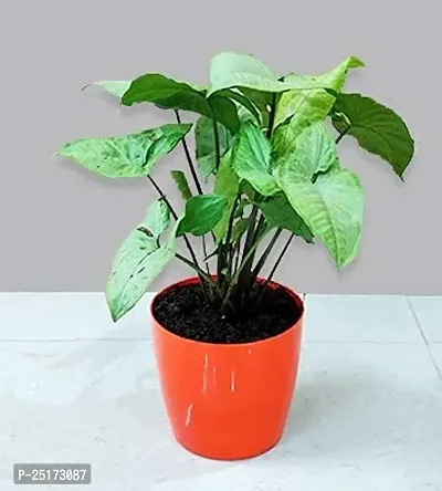 ENRICH PLANTS : SYNGONIUM, Home Dcor Live Plant, Air Purifying,-thumb3