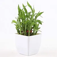 ENRICH PLANTS :: LUCKY BAMBOO :: 2 Layer :: Good Fortune Live Plant :: Plastic Pot :: Home Decor :: Feng Shui Plant ::-thumb1