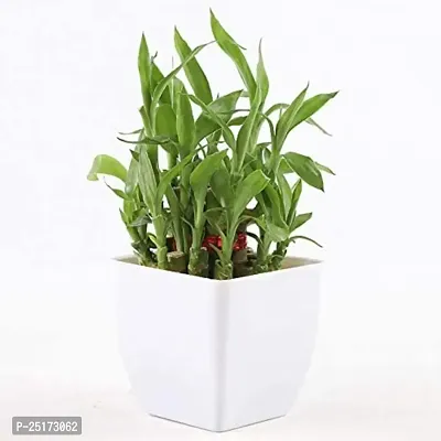 ENRICH PLANTS :: LUCKY BAMBOO :: 2 Layer :: Good Fortune Live Plant :: Plastic Pot :: Home Decor :: Feng Shui Plant ::-thumb2