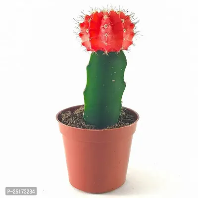 ENRICH PLANTS :: Moon Cactus Red :: Natural Live Plant :: Plastic Pot :: Air Purifying :: Home Decor Plant ::-thumb3