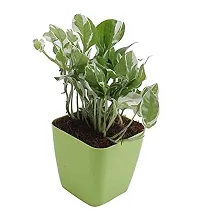 ENRICH PLANTS : Green Moneyplant,Live Plant, Air Purifying, Good Luck.-thumb2