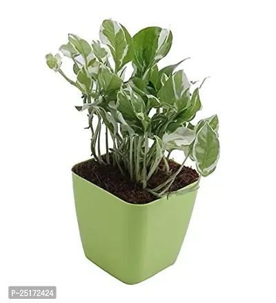 ENRICH PLANTS : Green Moneyplant,Live Plant, Air Purifying, Good Luck.-thumb3