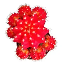 ENRICH PLANTS :: Moon Cactus Red :: Natural Live Plant :: Plastic Pot :: Air Purifying :: Home Decor ::-thumb1