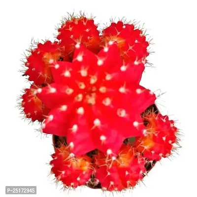 ENRICH PLANTS :: Moon Cactus Red :: Natural Live Plant :: Plastic Pot :: Air Purifying :: Home Decor ::-thumb2