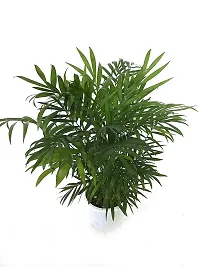 ENRICH PLANTS : BAMBOO PALM,Live Plant, Air Purifying, Home Decor Plant,-thumb1