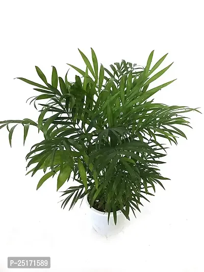 ENRICH PLANTS : BAMBOO PALM,Live Plant, Air Purifying, Home Decor Plant,-thumb2