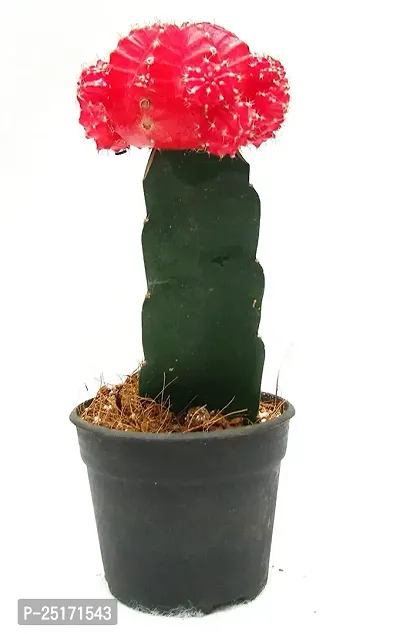 ENRICH PLANTS : Moon Cactus (Pink),Live Plant, Air Purifying, Succulent,-thumb0