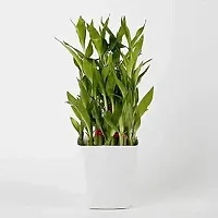 ENRICH PLANTS :: LUCKY BAMBOO :: 2 Layer :: Good Fortune Live Plant :: Plastic Pot :: Home Decor :: Feng Shui Plant ::-thumb2