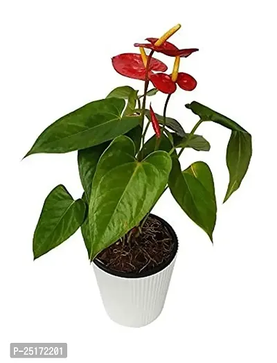 ENRICH PLANTS : ANTHURIUM RED, Exotic Live Plant, Home Decor Plant, Air Purifying,